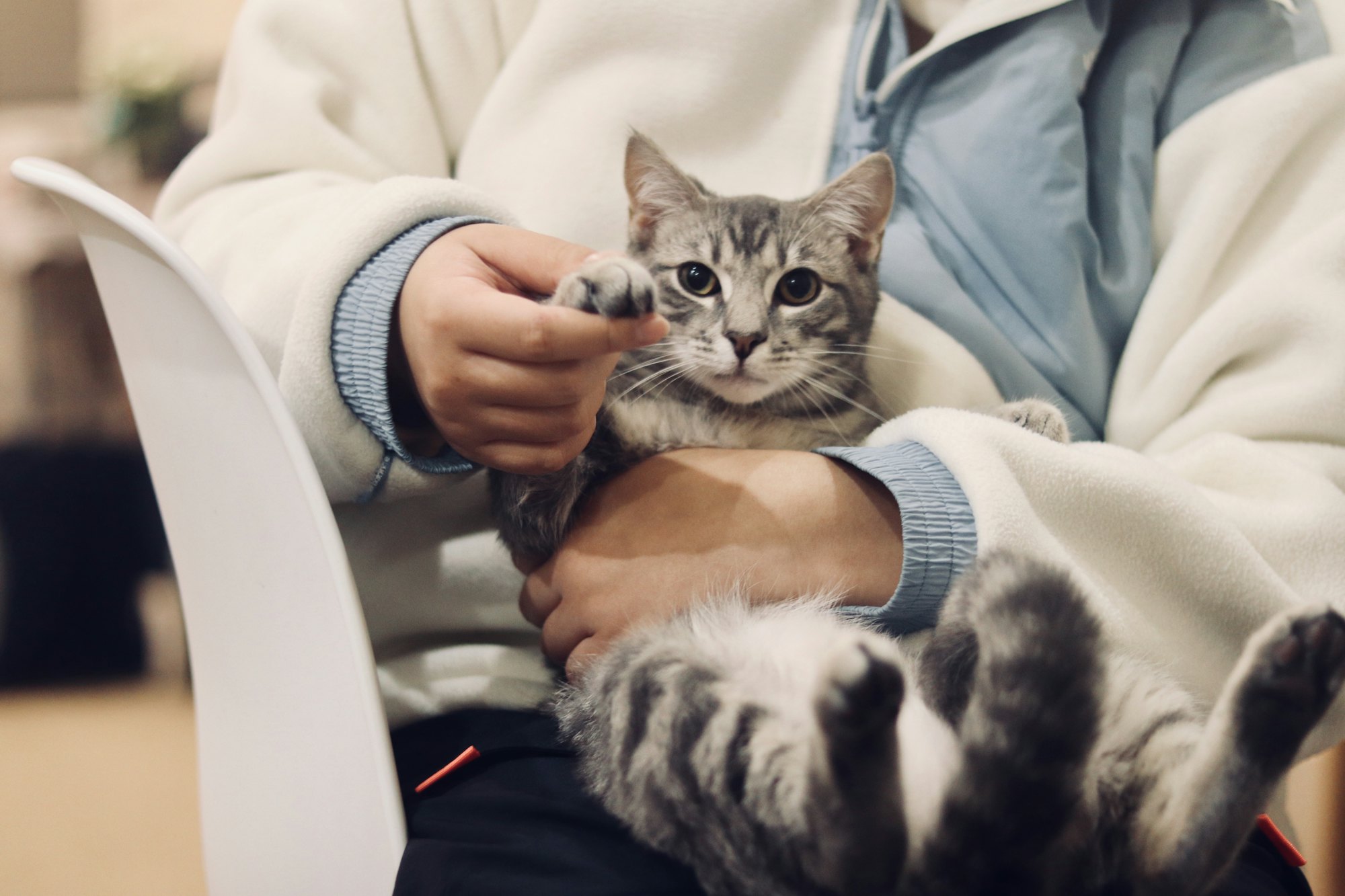 보호자 품에 안겨 앞발을 잡힌 회색 고양이